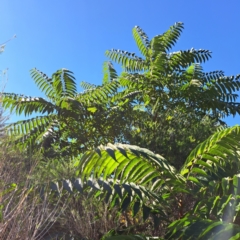 Ailanthus altissima at Watson, ACT - 24 Apr 2024