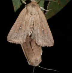 Leucania uda (A Noctuid moth) at WendyM's farm at Freshwater Ck. - 15 Mar 2024 by WendyEM