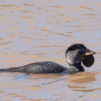 Biziura lobata (Musk Duck) at Silverton, NSW - 25 Jul 2022 by Petesteamer