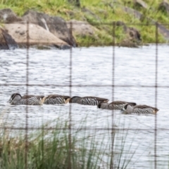 Malacorhynchus membranaceus (Pink-eared Duck) at Wingecarribee Local Government Area - 20 Apr 2024 by NigeHartley