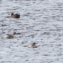 Poliocephalus poliocephalus (Hoary-headed Grebe) at Moss Vale - 20 Apr 2024 by NigeHartley