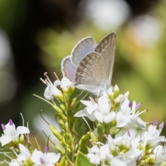 Zizina otis (Common Grass-Blue) at Penrose - 15 Nov 2023 by NigeHartley