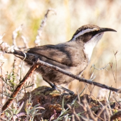 Pomatostomus superciliosus (White-browed Babbler) at Living Desert State Park - 28 Jul 2022 by Petesteamer