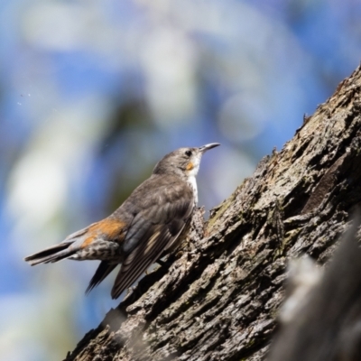 Cormobates leucophaea (White-throated Treecreeper) at Penrose - 10 Jan 2024 by NigeHartley