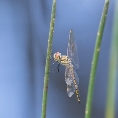 Hemicordulia tau (Tau Emerald) at Penrose - 10 Jan 2024 by NigeHartley