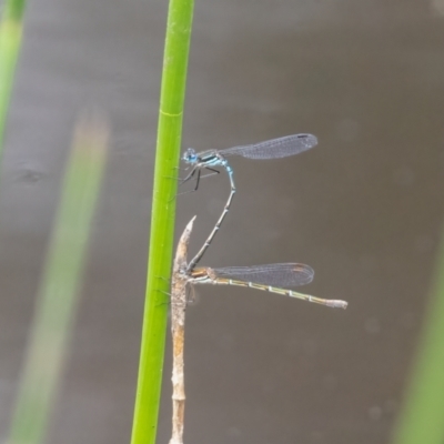 Austrolestes psyche (Cup Ringtail) at Penrose - 10 Jan 2024 by NigeHartley