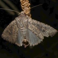 Dasygaster padockina (Tasmanian Cutworm) at WendyM's farm at Freshwater Ck. - 17 Mar 2024 by WendyEM