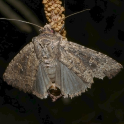 Dasygaster padockina (Tasmanian Cutworm) at WendyM's farm at Freshwater Ck. - 16 Mar 2024 by WendyEM