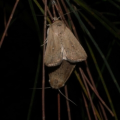 Leucania uda (A Noctuid moth) at WendyM's farm at Freshwater Ck. - 16 Mar 2024 by WendyEM