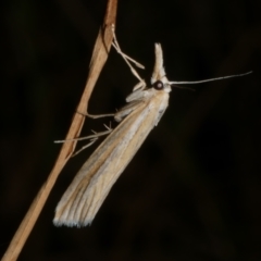 Hednota grammellus (Hednota grammellus) at WendyM's farm at Freshwater Ck. - 16 Mar 2024 by WendyEM