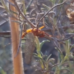 Ephemeroptera (order) (Unidentified Mayfly) at Bungendore, NSW - 24 Apr 2024 by clarehoneydove