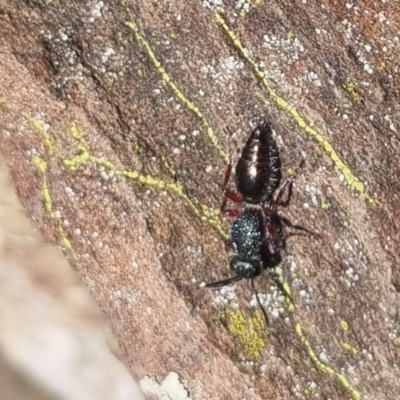 Mutillidae (family) (Unidentified Mutillid wasp or velvet ant) at Bungendore, NSW - 24 Apr 2024 by clarehoneydove