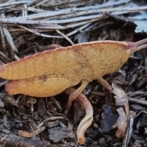 Goniaea australasiae at QPRC LGA - 24 Apr 2024