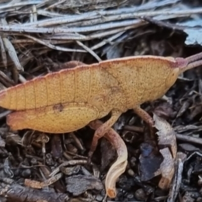 Goniaea australasiae (Gumleaf grasshopper) at Bungendore, NSW - 24 Apr 2024 by clarehoneydove