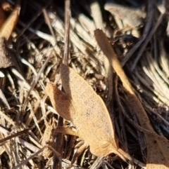 Goniaea australasiae at QPRC LGA - 24 Apr 2024