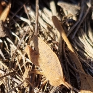 Goniaea australasiae at QPRC LGA - 24 Apr 2024