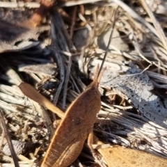 Goniaea australasiae at QPRC LGA - 24 Apr 2024