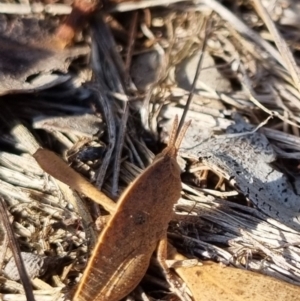 Goniaea australasiae at QPRC LGA - suppressed