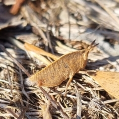 Goniaea australasiae at QPRC LGA - 24 Apr 2024