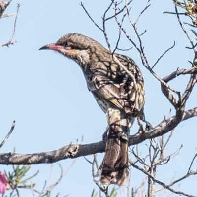 Acanthagenys rufogularis (Spiny-cheeked Honeyeater) at Living Desert State Park - 28 Jul 2022 by Petesteamer