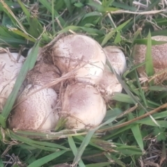 Agaricus sp. (Agaricus) at Watson, ACT - 25 Apr 2024 by MAX