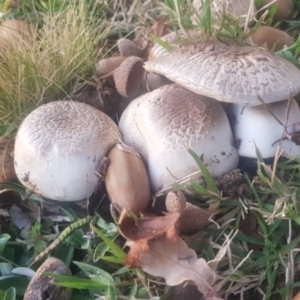 Agaricus sp. at Watson, ACT - 25 Apr 2024 04:43 PM