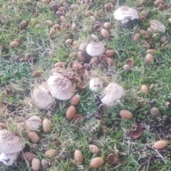 Agaricus sp. at Watson, ACT - 25 Apr 2024