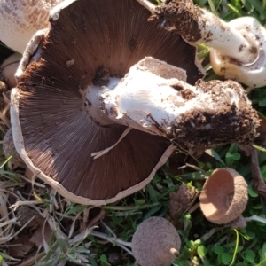 Agaricus sp. at Watson, ACT - 25 Apr 2024