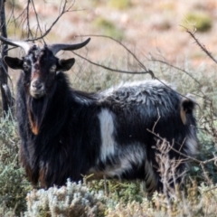 Capra hircus (Goat) at Silverton, NSW - 25 Jul 2022 by Petesteamer