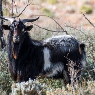 Capra hircus (Goat) at Silverton, NSW - 25 Jul 2022 by Petesteamer