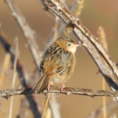 Cisticola exilis (Golden-headed Cisticola) at Lions Youth Haven - Westwood Farm A.C.T. - 23 Apr 2024 by HelenCross