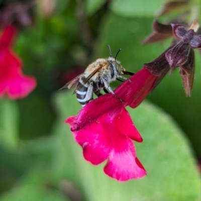 Amegilla sp. (genus) (Blue Banded Bee) at Holder, ACT - 17 Apr 2024 by Miranda
