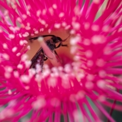 Lasioglossum (Parasphecodes) sp. (genus & subgenus) (Halictid bee) at ANBG - 7 Apr 2024 by Miranda