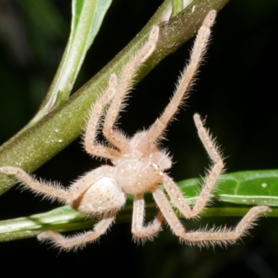 Neosparassus diana at WendyM's farm at Freshwater Ck. - 13 Dec 2023 by WendyEM