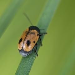 Cadmus (Cadmus) litigiosus (Leaf beetle) at Acton, ACT - 7 Apr 2024 by Miranda