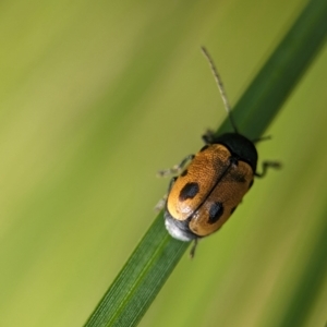 Cadmus (Cadmus) litigiosus at ANBG - 7 Apr 2024