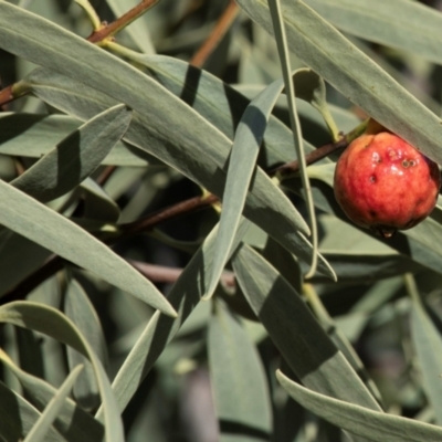 Santalum acuminatum (Quandong) at Silverton, NSW - 25 Jul 2022 by Petesteamer