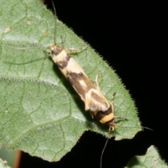 Macrobathra chrysotoxa (A Cosmet moth (Cosmopteriginae) at WendyM's farm at Freshwater Ck. - 15 Dec 2023 by WendyEM