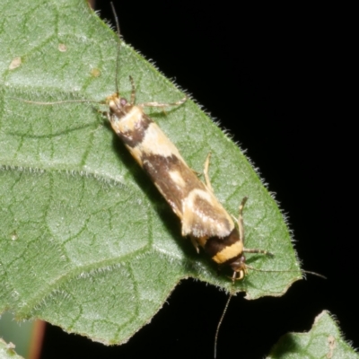 Macrobathra chrysotoxa (A cosmet moth) at WendyM's farm at Freshwater Ck. - 14 Dec 2023 by WendyEM