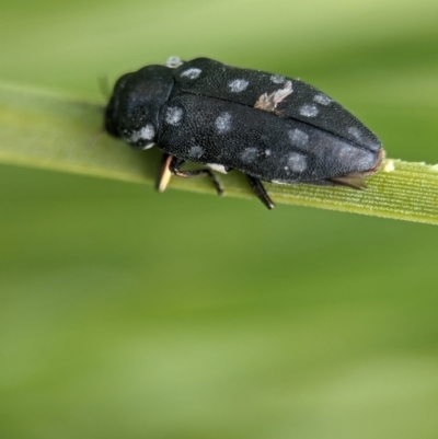 Diphucrania duodecimmaculata (12-spot jewel beetle) at Acton, ACT - 7 Apr 2024 by Miranda