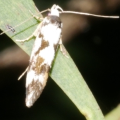 Machetis aphrobola (A Concealer moth (Barea Group)) at WendyM's farm at Freshwater Ck. - 14 Dec 2023 by WendyEM