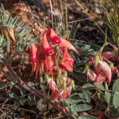 Swainsona formosa (Sturt's Desert Pea) at Living Desert State Park - 28 Jul 2022 by Petesteamer