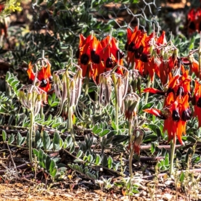 Swainsona formosa (Sturt's Desert Pea) at Living Desert State Park - 28 Jul 2022 by Petesteamer