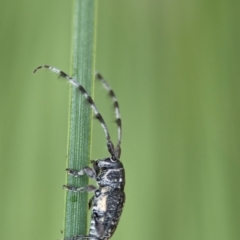 Ancita sp. (genus) (Longicorn or longhorn beetle) at ANBG - 7 Apr 2024 by Miranda