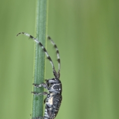 Ancita sp. (genus) (Longicorn or longhorn beetle) at ANBG - 7 Apr 2024 by Miranda