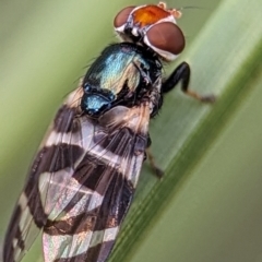 Lenophila achilles (Spider mimicking signal fly) at Acton, ACT - 17 Mar 2024 by Miranda