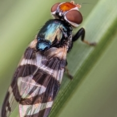 Lenophila achilles (Spider mimicking signal fly) at ANBG - 17 Mar 2024 by Miranda