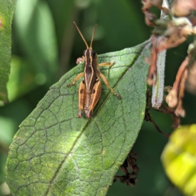 Phaulacridium vittatum (Wingless Grasshopper) at Holder, ACT - 12 Mar 2024 by Miranda