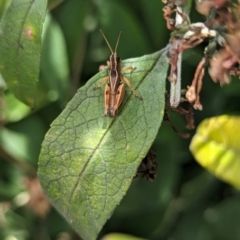 Phaulacridium vittatum at Holder, ACT - 13 Mar 2024 09:48 AM