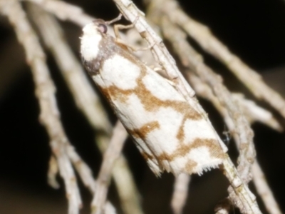 Chiriphe dichotoma (Reticulated Footman) at WendyM's farm at Freshwater Ck. - 13 Dec 2023 by WendyEM